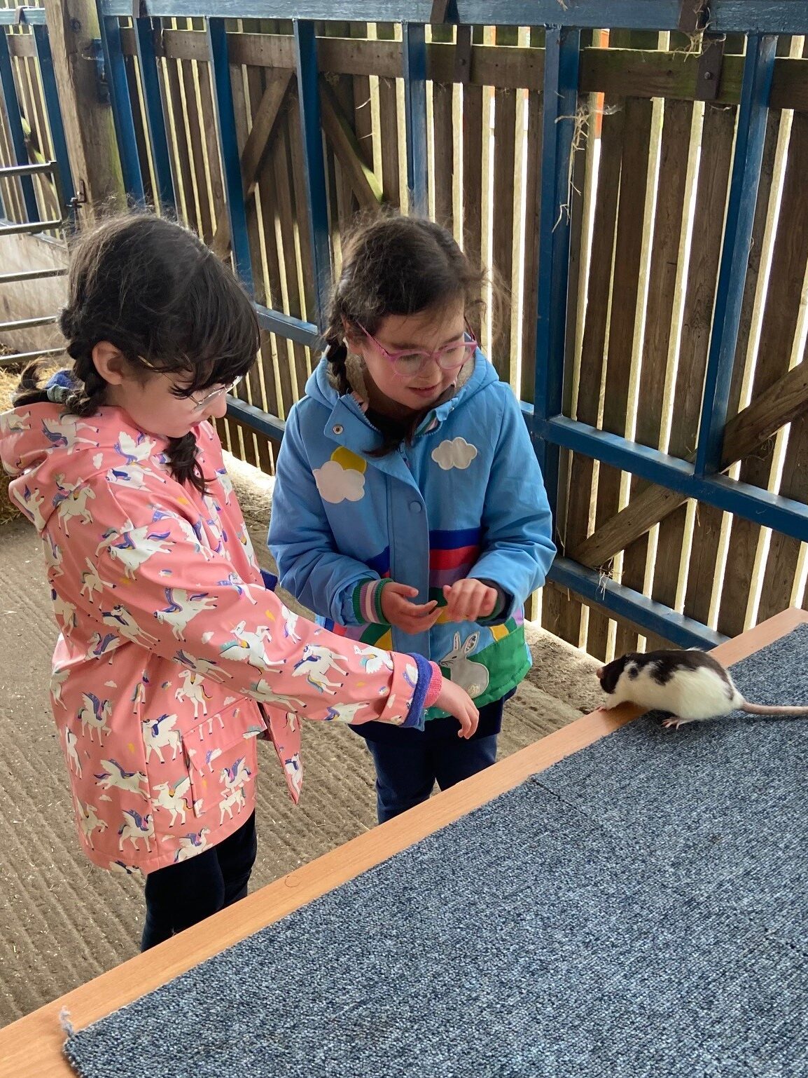 Sisters Ruby, aged nine, and Laura, aged ten, stand together in a petting barn. On a table in front of them is a brown and white pet rat. 