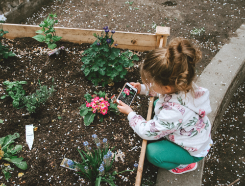 A little girl taking a photo on a mobile phone of a pink flower in the garden